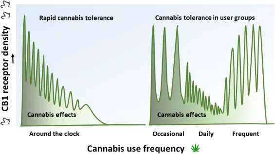 THC Tolerance: How It Works and Tips to Manage It