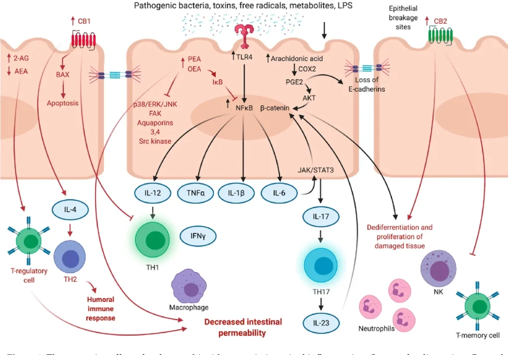 Cannabis and Cancer: Unveiling the Potential of a Green Ally in Breast, Colorectal and Prostate Cancer