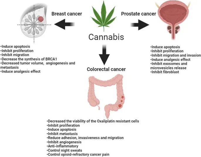 Cannabis and Cancer: Unveiling the Potential of a Green Ally in Breast, Colorectal and Prostate Cancer