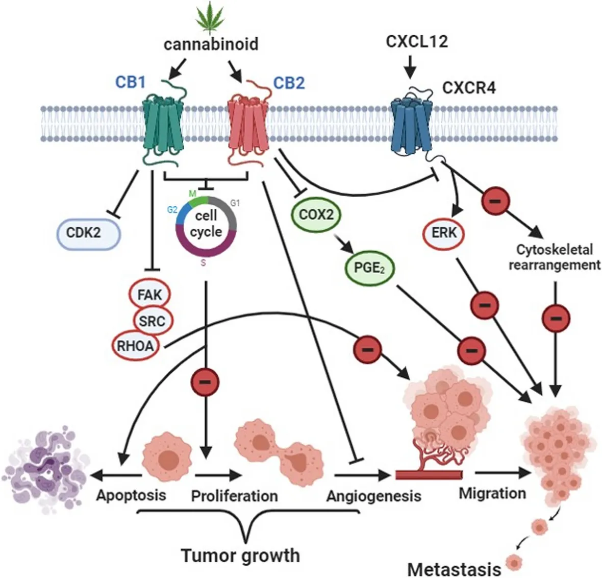 Cannabis and Cancer: Unveiling the Potential of a Green Ally in Breast, Colorectal and Prostate Cancer