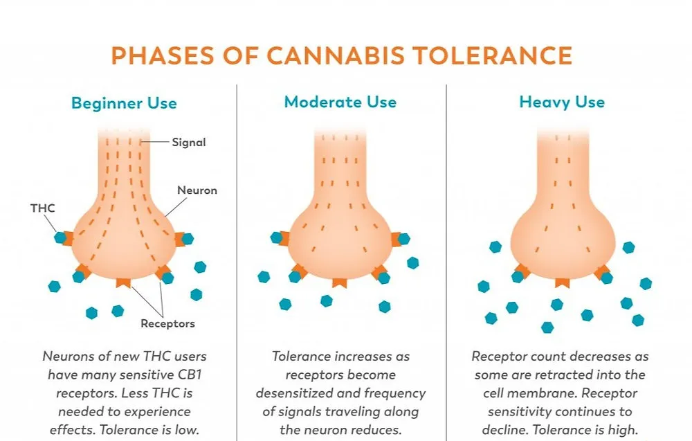 THC Tolerance: How It Works and Tips to Manage It