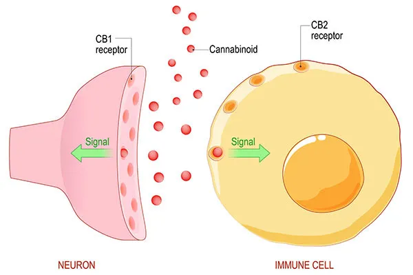 Endocannabinoid System: Its Role in Treating Inflammation