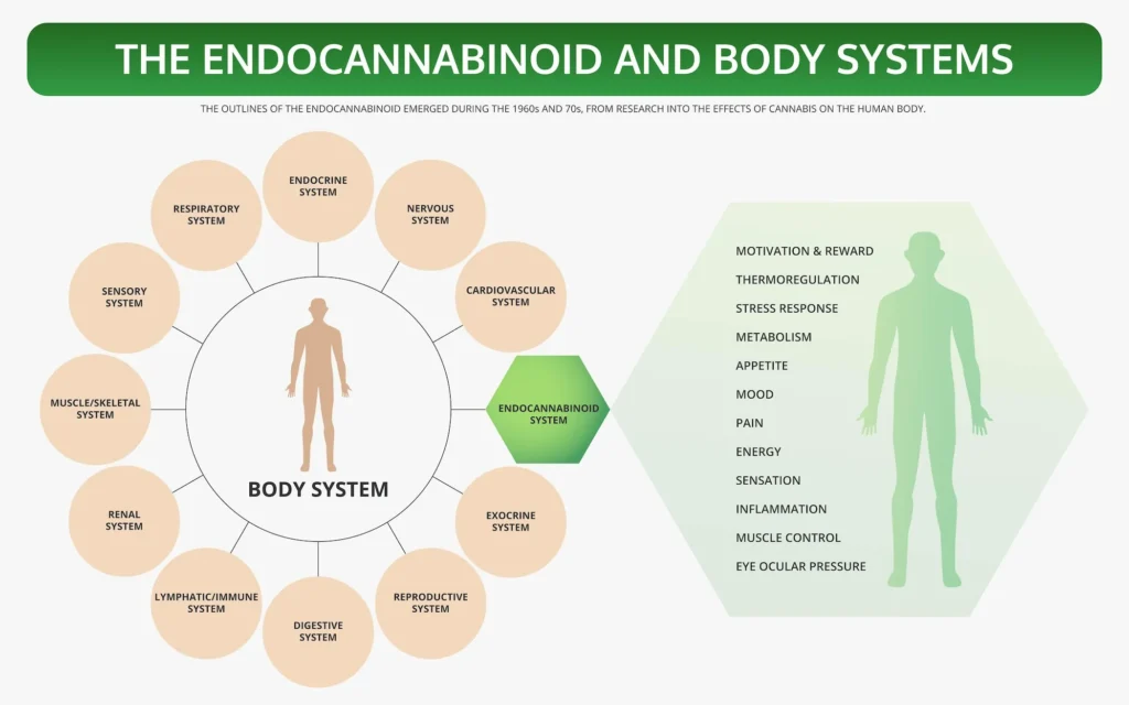 Endocannabinoid System: Its Role in Treating Inflammation