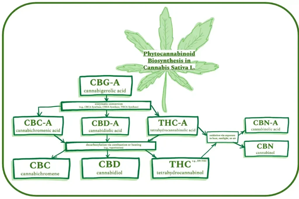 Comprehensive Guide to Cannabinoids: THC, CBD, THCa