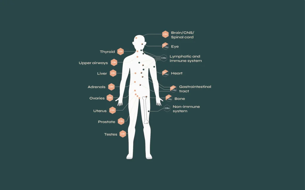 Endocannabinoid System: Its Role in Treating Inflammation