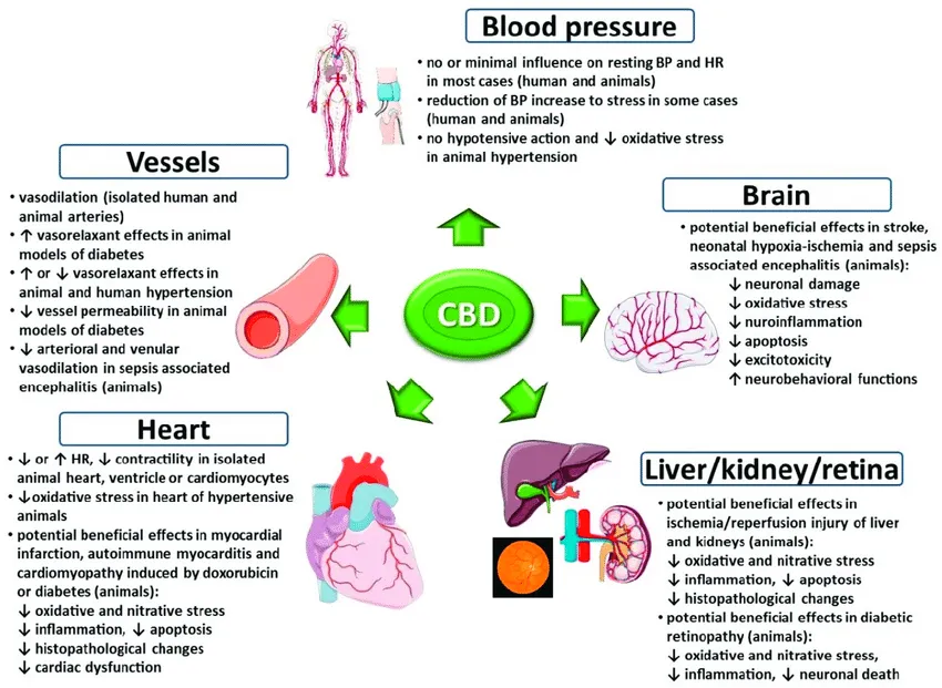 Cannabis and Cardiovascular Health: What We Know So Far