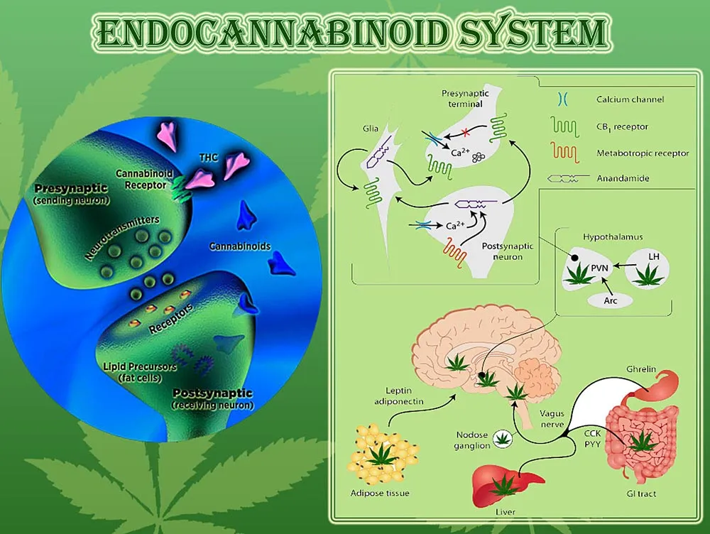 The Endocannabinoid System: How Cannabis Interacts with the Body