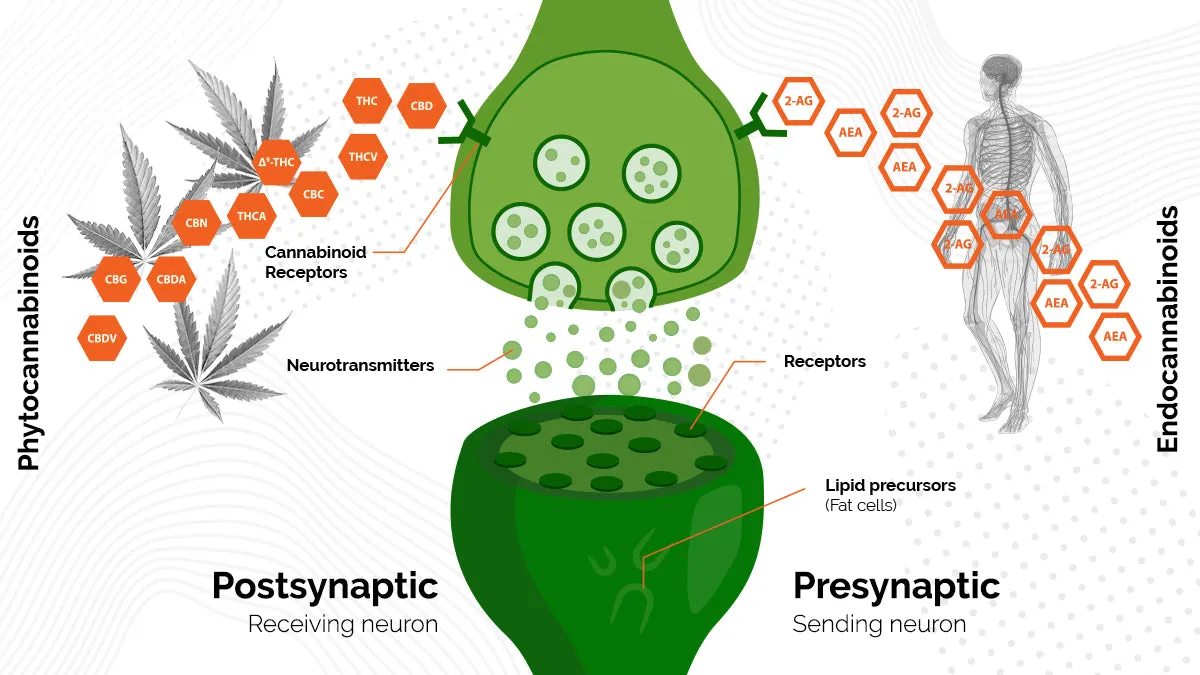 The Endocannabinoid System: How Cannabis Interacts with the Body