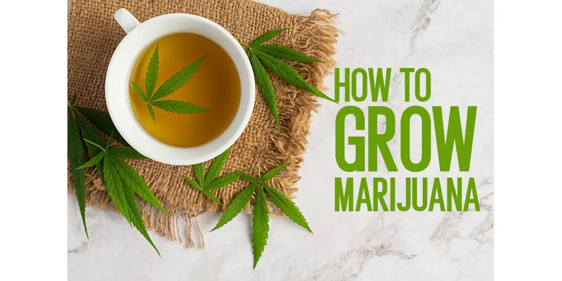 Growing Cannabis at Home: Beginner's Guide