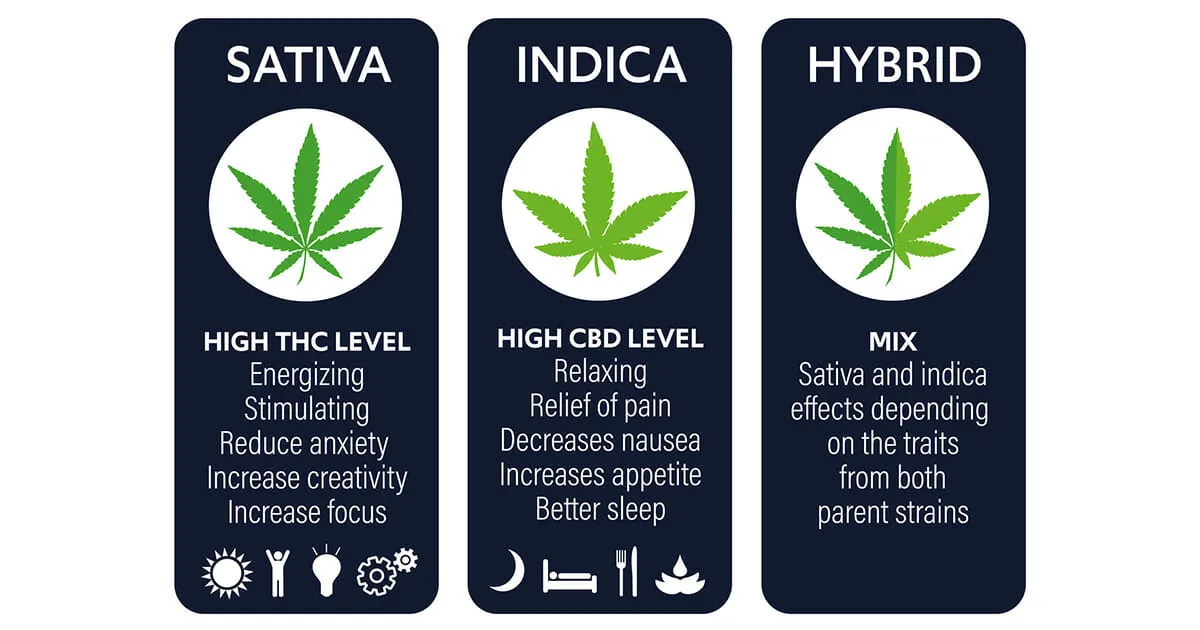 A Guide to Choosing the Right Cannabis Strain for You