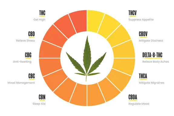 Comprehensive Guide to Cannabinoids: THC, CBD, THCa