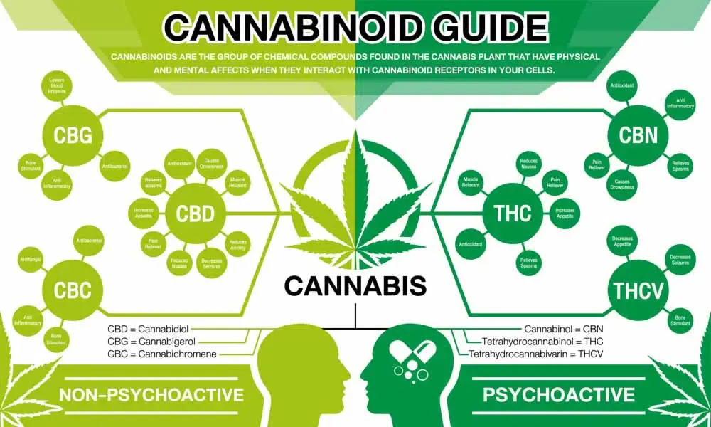 Comprehensive Guide to Cannabinoids: THC, CBD, THCa