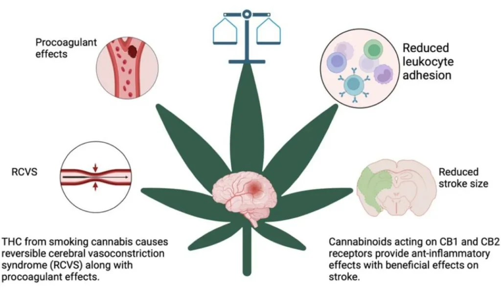 Oral Cannabis consumption and intraperitoneal THC:CBD Dosing Results in Changes in Brain and Plasma Neurochemicals and Endocannabinoids in Mice