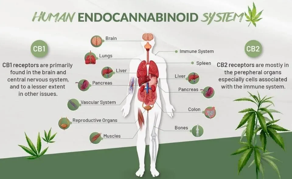 Cannabis and Cardiovascular Health: What We Know So Far