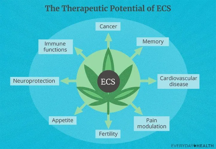 The Endocannabinoid System: How Cannabis Interacts with the Body