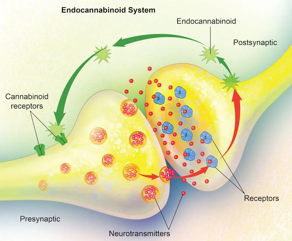 The Endocannabinoid System: How Cannabis Interacts with the Body