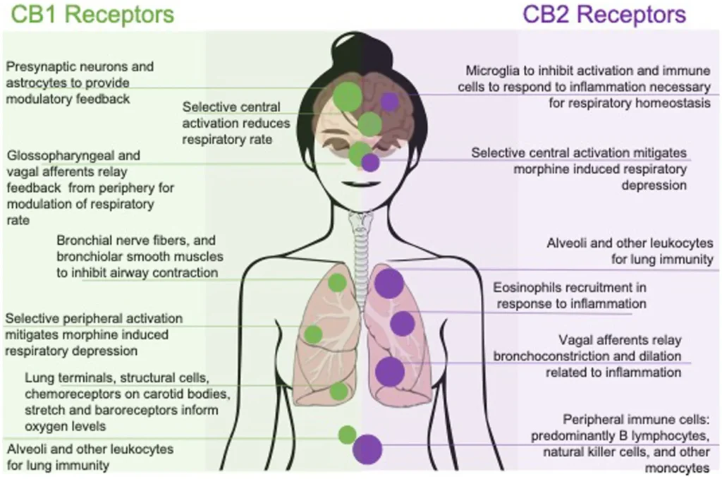 Endocannabinoid System: Its Role in Treating Inflammation