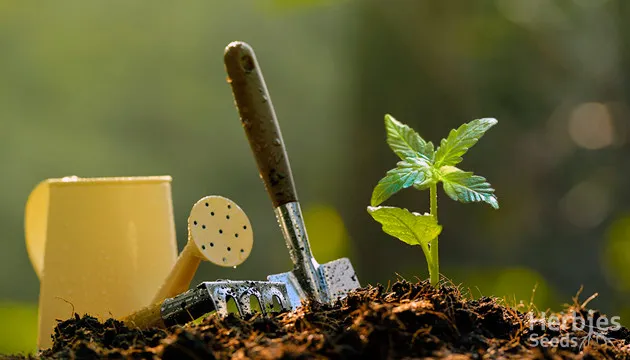 Growing Cannabis at Home: Beginner's Guide