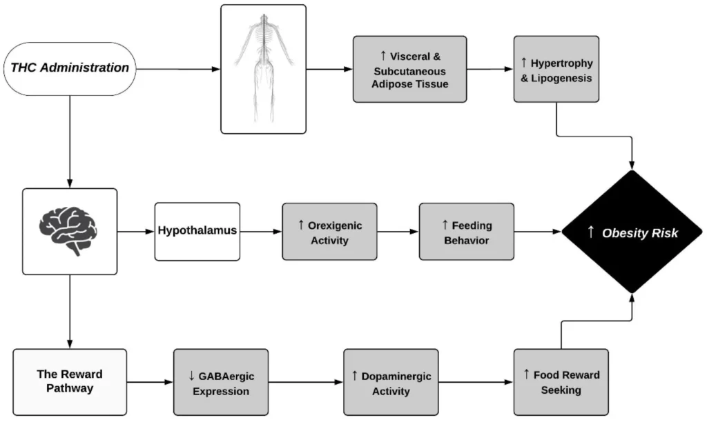 Cannabis Use, Decision Making and Perceptions of Risk Among Breastfeeding Individuals