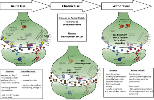 Oral Cannabis consumption and intraperitoneal THC:CBD Dosing Results in Changes in Brain and Plasma Neurochemicals and Endocannabinoids in Mice