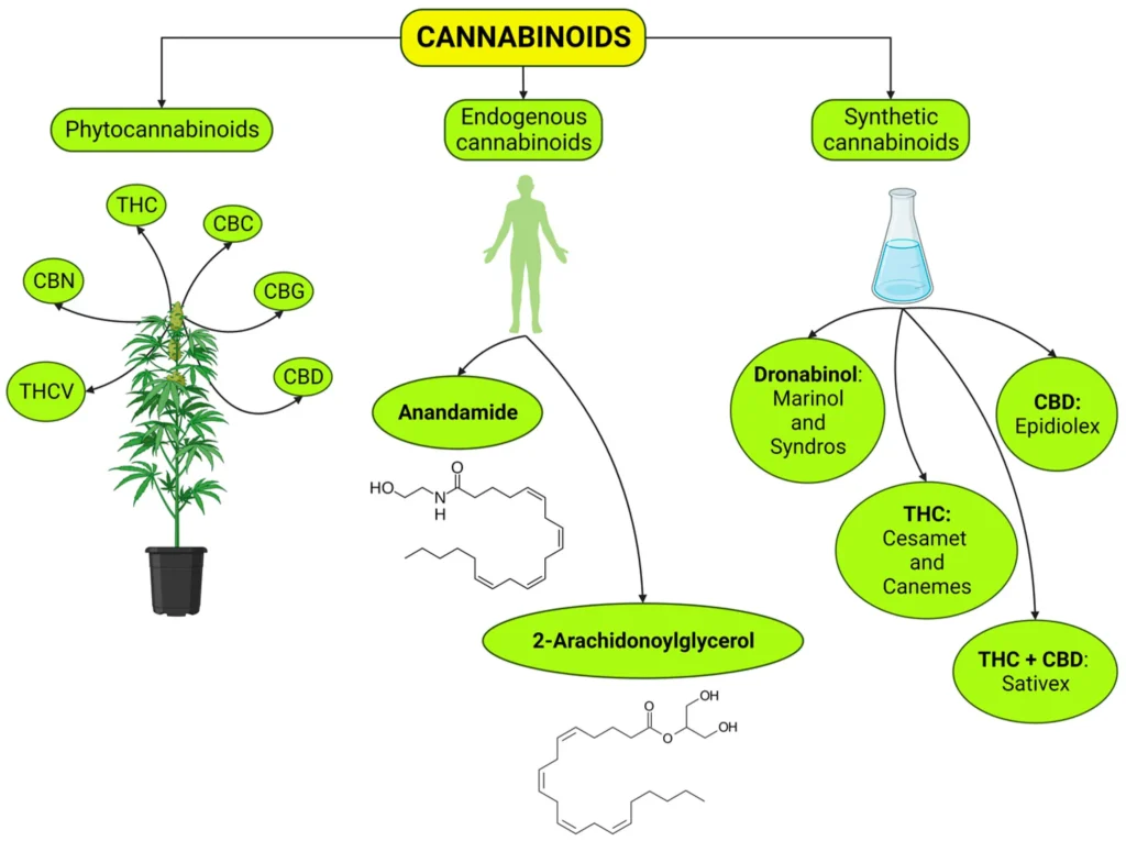 Oral Cannabis consumption and intraperitoneal THC:CBD Dosing Results in Changes in Brain and Plasma Neurochemicals and Endocannabinoids in Mice