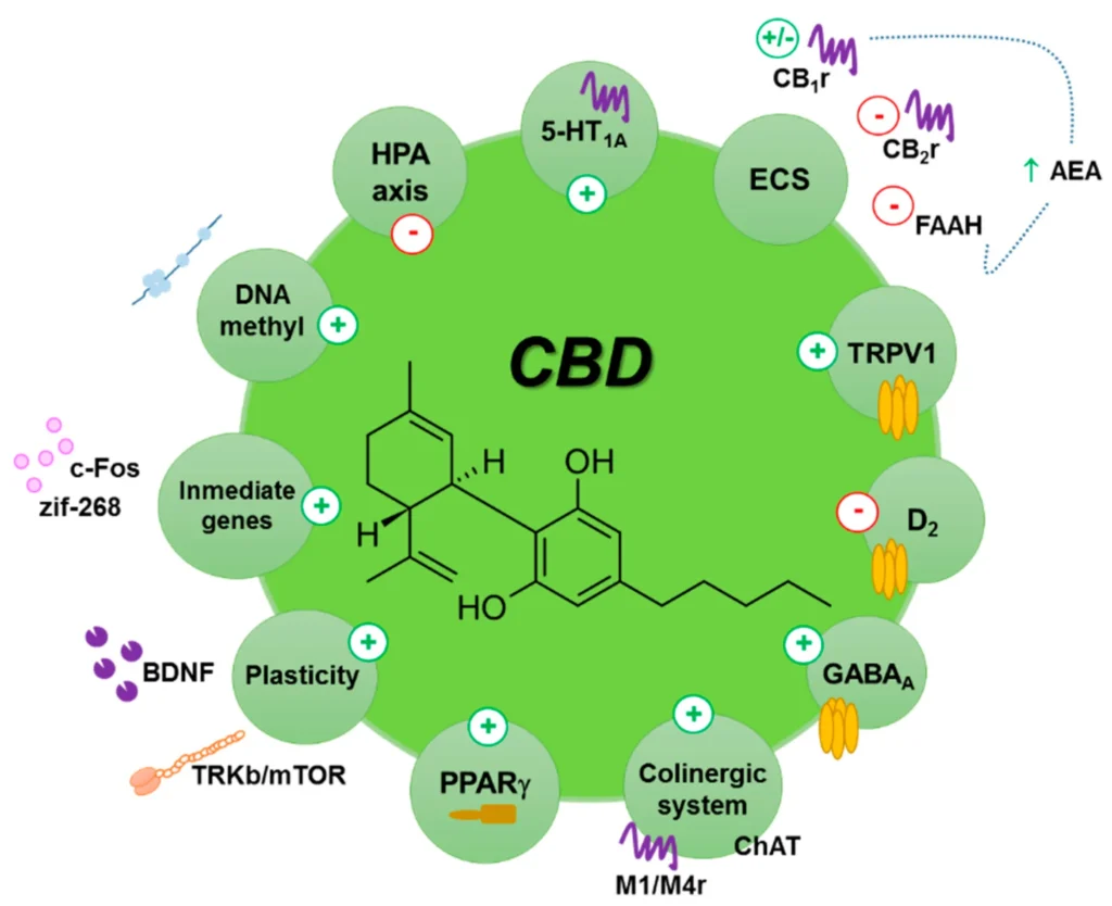 Oral Cannabis consumption and intraperitoneal THC:CBD Dosing Results in Changes in Brain and Plasma Neurochemicals and Endocannabinoids in Mice