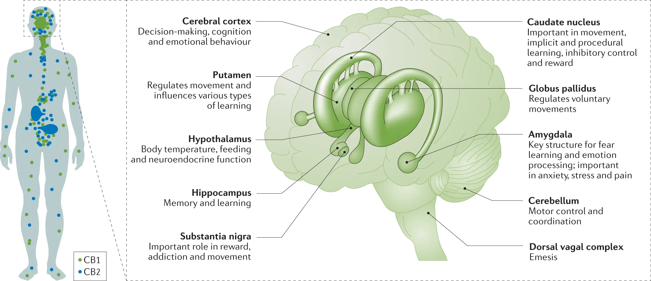 The Effects of Cannabis on Mental Health: What Research Says