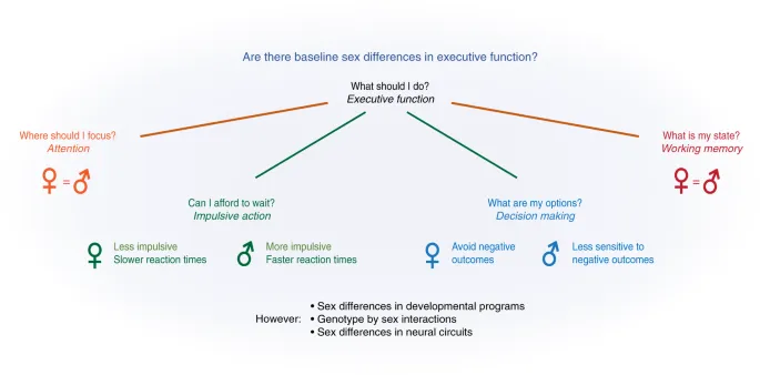 Investigating Sex Differences and Age of Onset in Emotion Regulation, Executive Functioning and Cannabis Use in Adolescents and Young Adults