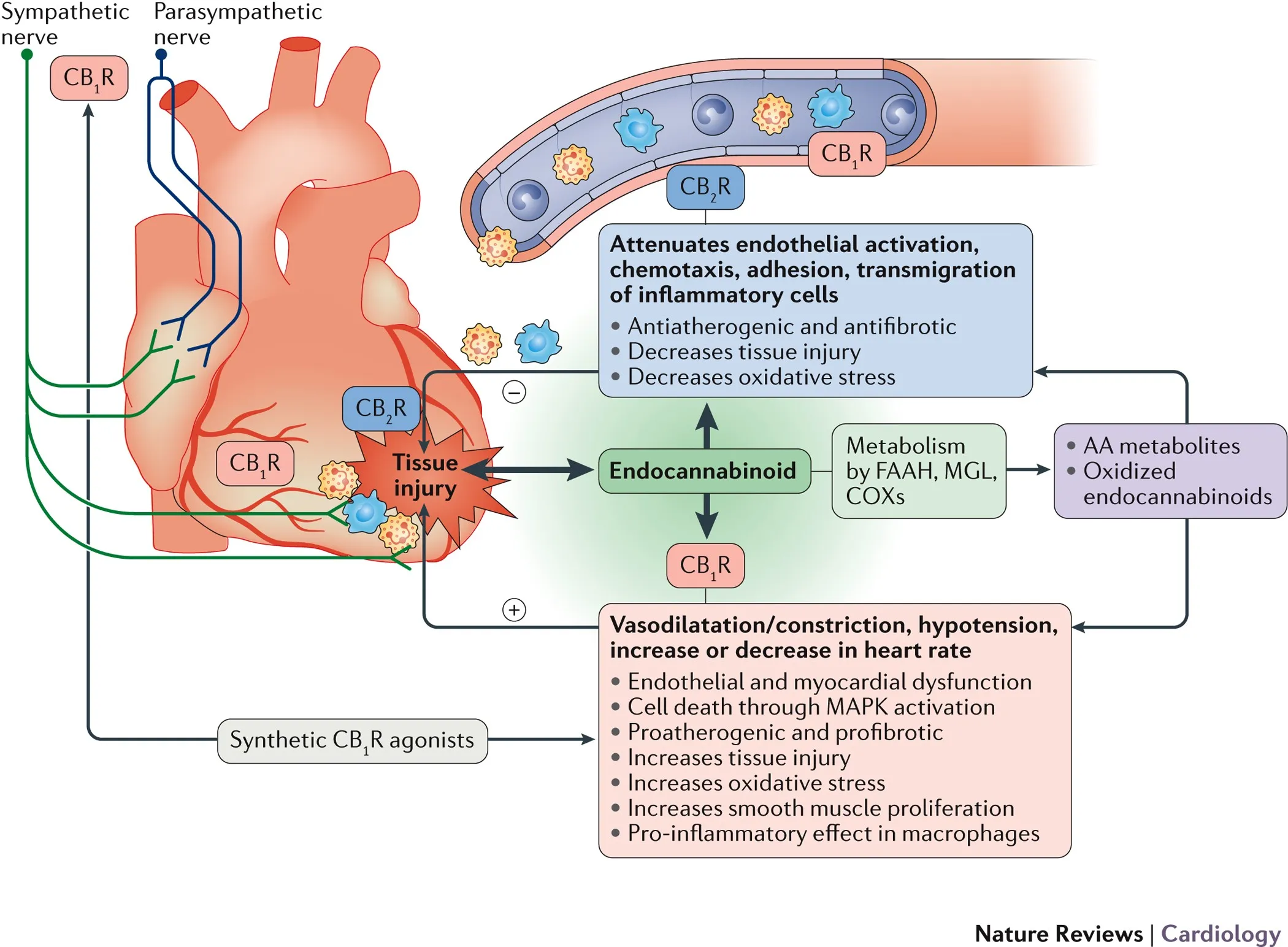 Cannabis and Cardiovascular Health: What We Know So Far