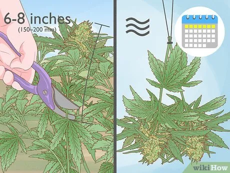 Growing Cannabis at Home: Beginner's Guide